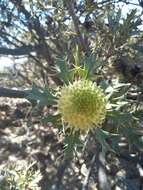 Image of Banksia arborea (C. A. Gardner) A. R. Mast & K. R. Thiele