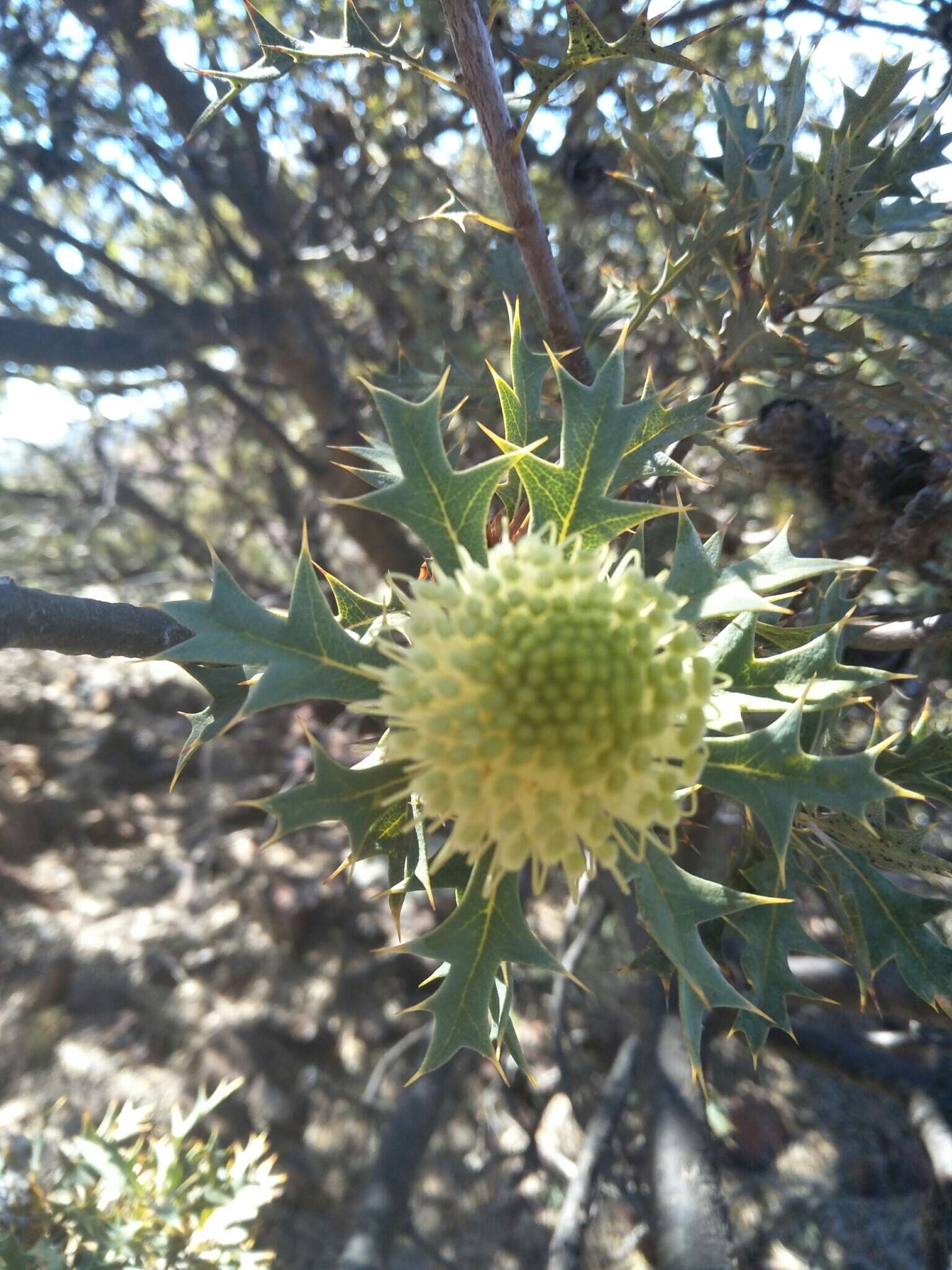 Image of Banksia arborea (C. A. Gardner) A. R. Mast & K. R. Thiele