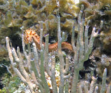 Image of Bearded Fireworm