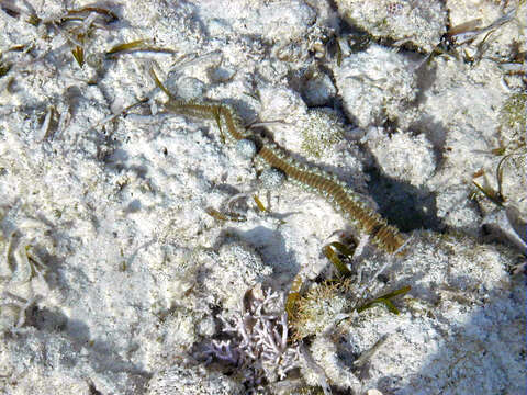 Image of Bearded Fireworm