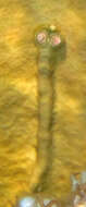 Image of Christmas tree worm