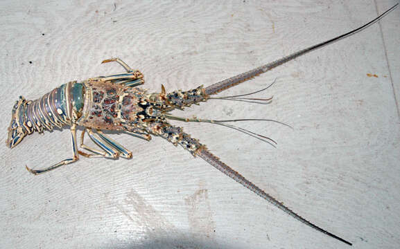 Image of Caribbean Spiny Lobster