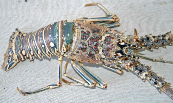 Image of Caribbean Spiny Lobster