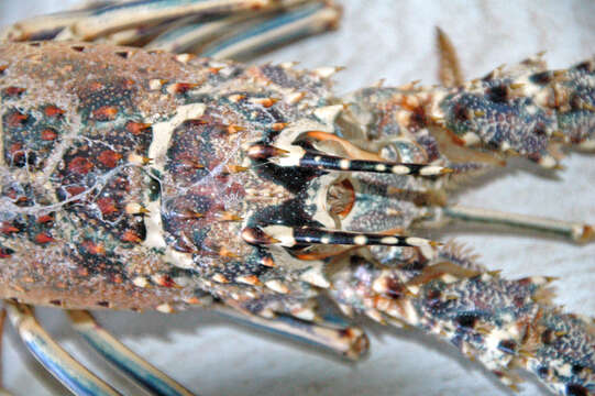 Image of Caribbean Spiny Lobster