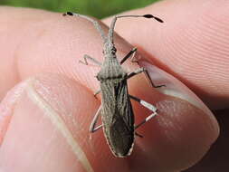 Image of Euphorbia Bug