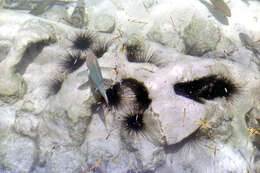 Image of spiny urchin