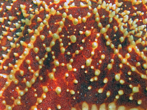 Image of Red cushion sea star