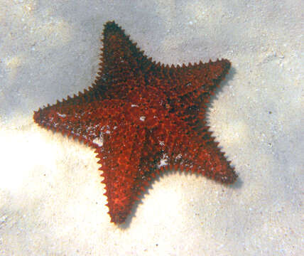 Image of Red cushion sea star