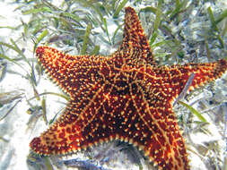 Image of Red cushion sea star
