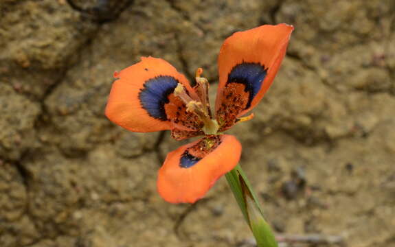 Image of Moraea tulbaghensis L. Bolus