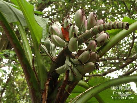 Image of Musa itinerans var. formosana (Warb.) Häkkinen & C. L. Yeh