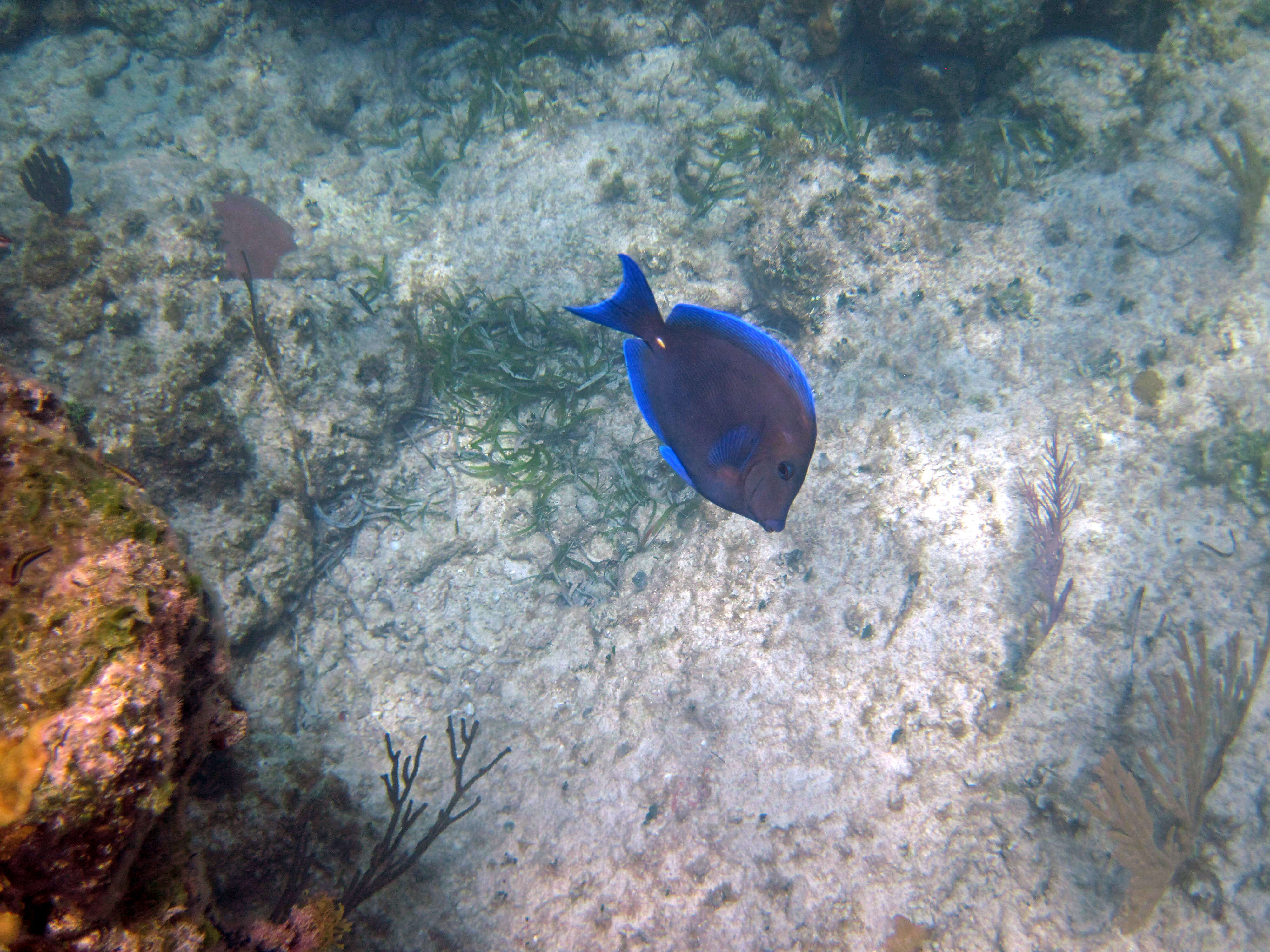 صورة Acanthurus coeruleus Bloch & Schneider 1801