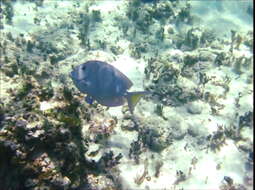 صورة Acanthurus coeruleus Bloch & Schneider 1801