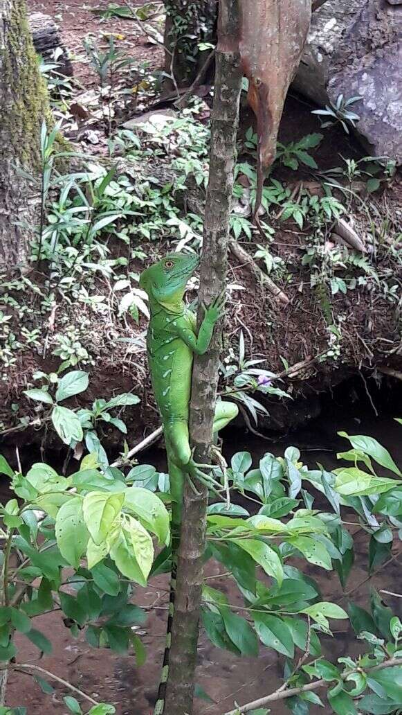 Image of Green Basilisk