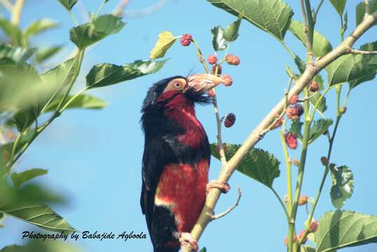 Image of Bearded Barbet