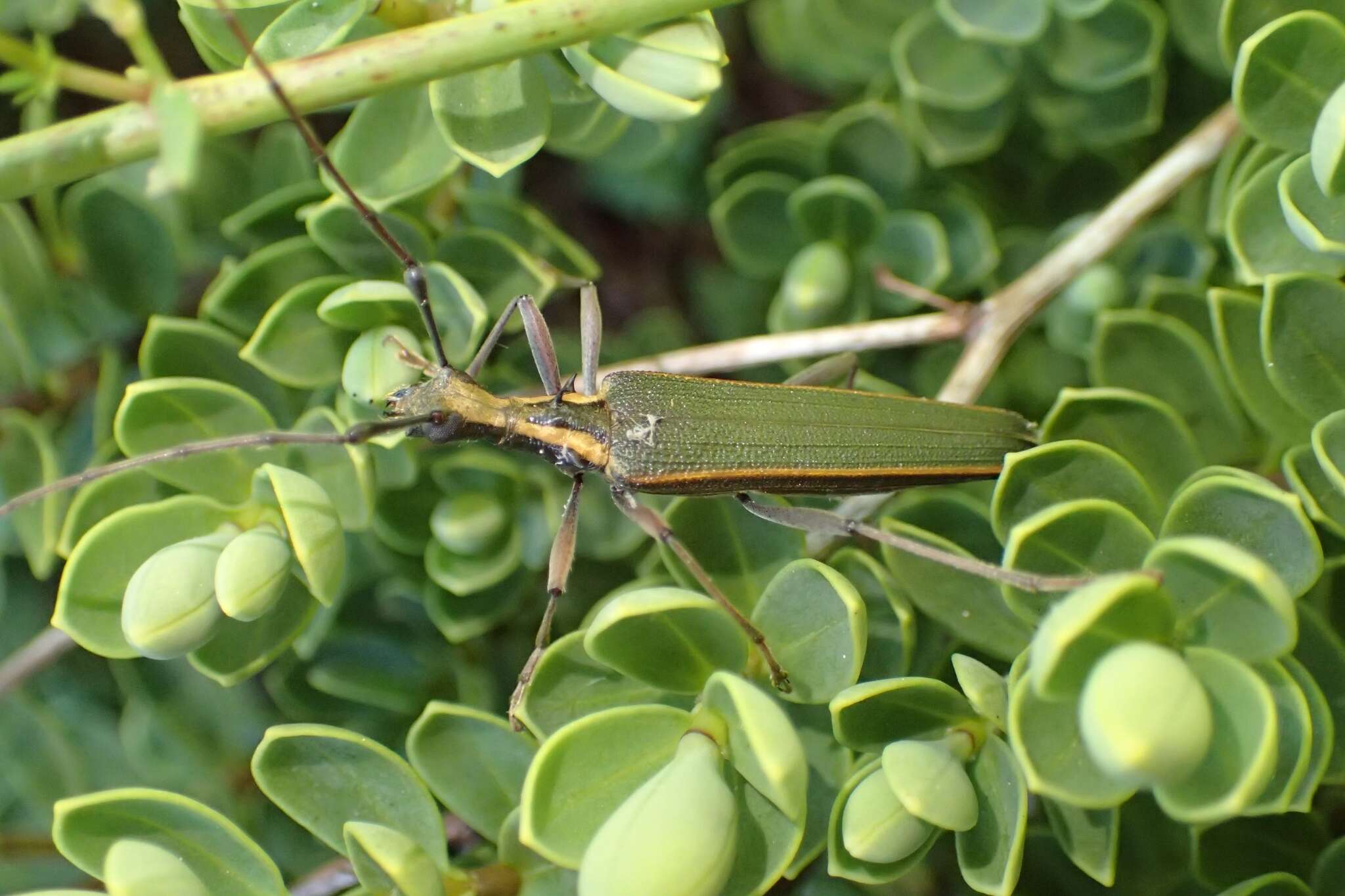 Image of Calliprason marginatum White 1846