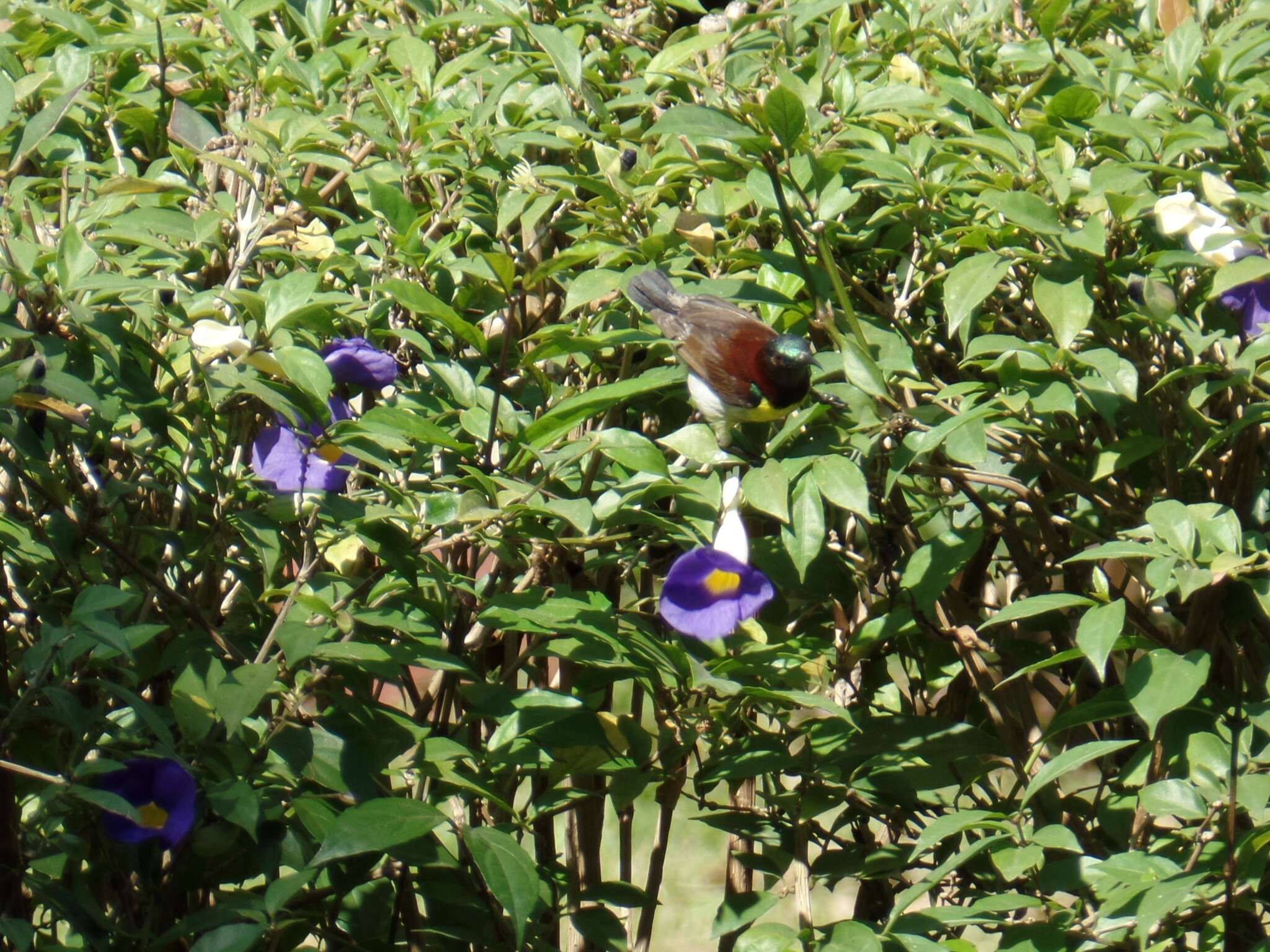 Image of Purple-rumped Sunbird