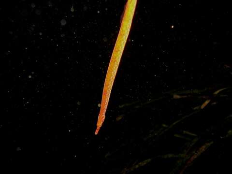 Image of Spotted Pipefish