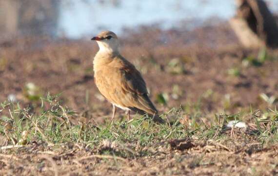 Image of Stiltia Gray & GR 1855