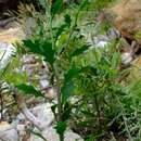 Dimorphotheca chrysanthemifolia (Vent.) DC. resmi