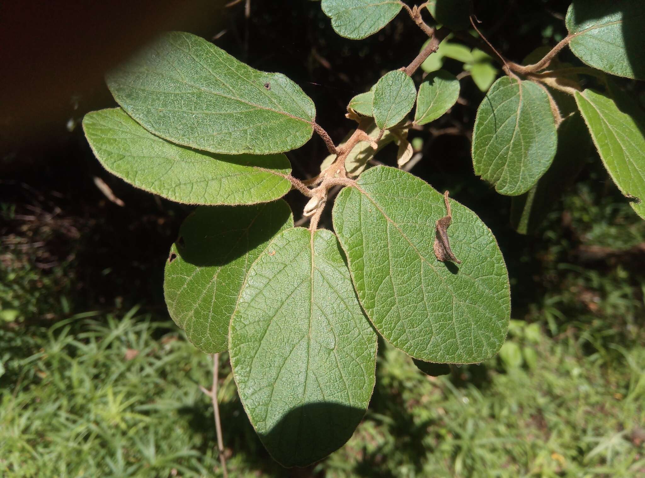 Plancia ëd Diospyros villosa (L.) De Winter