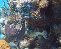 Image of Spotted Trunkfish