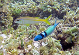 Image of Bluehead Wrasse