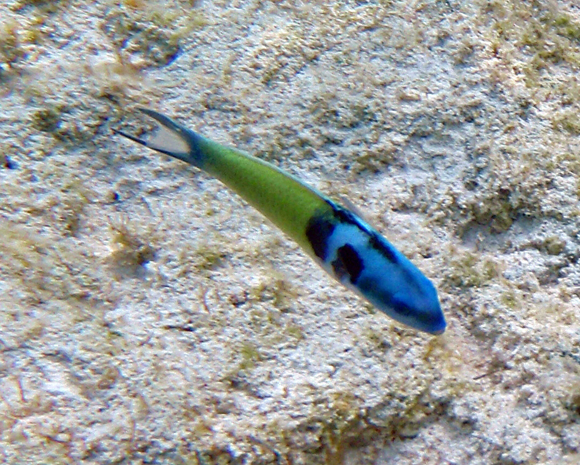 Image of Bluehead Wrasse