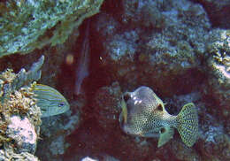 Image of Spotted Trunkfish