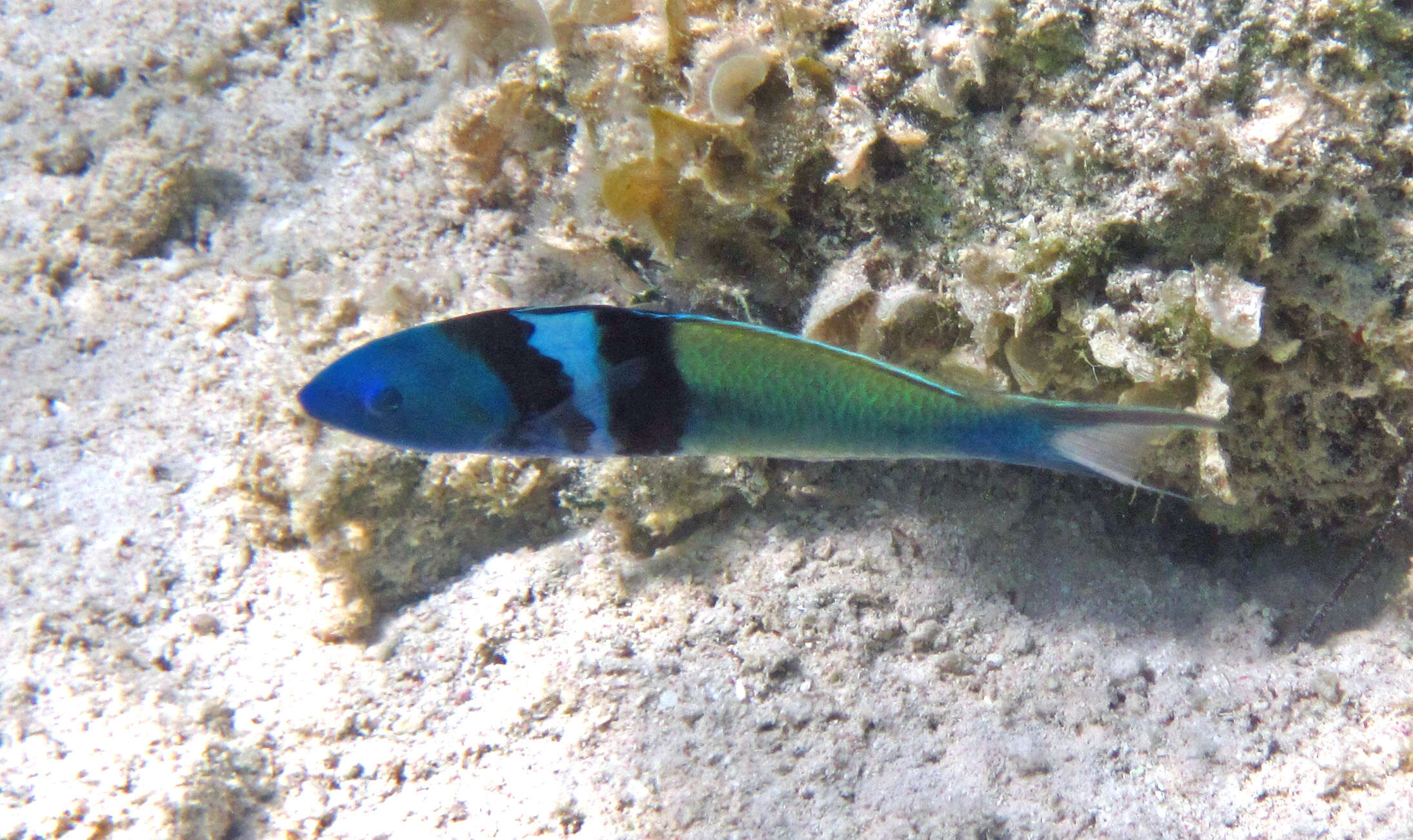 Image of Bluehead Wrasse