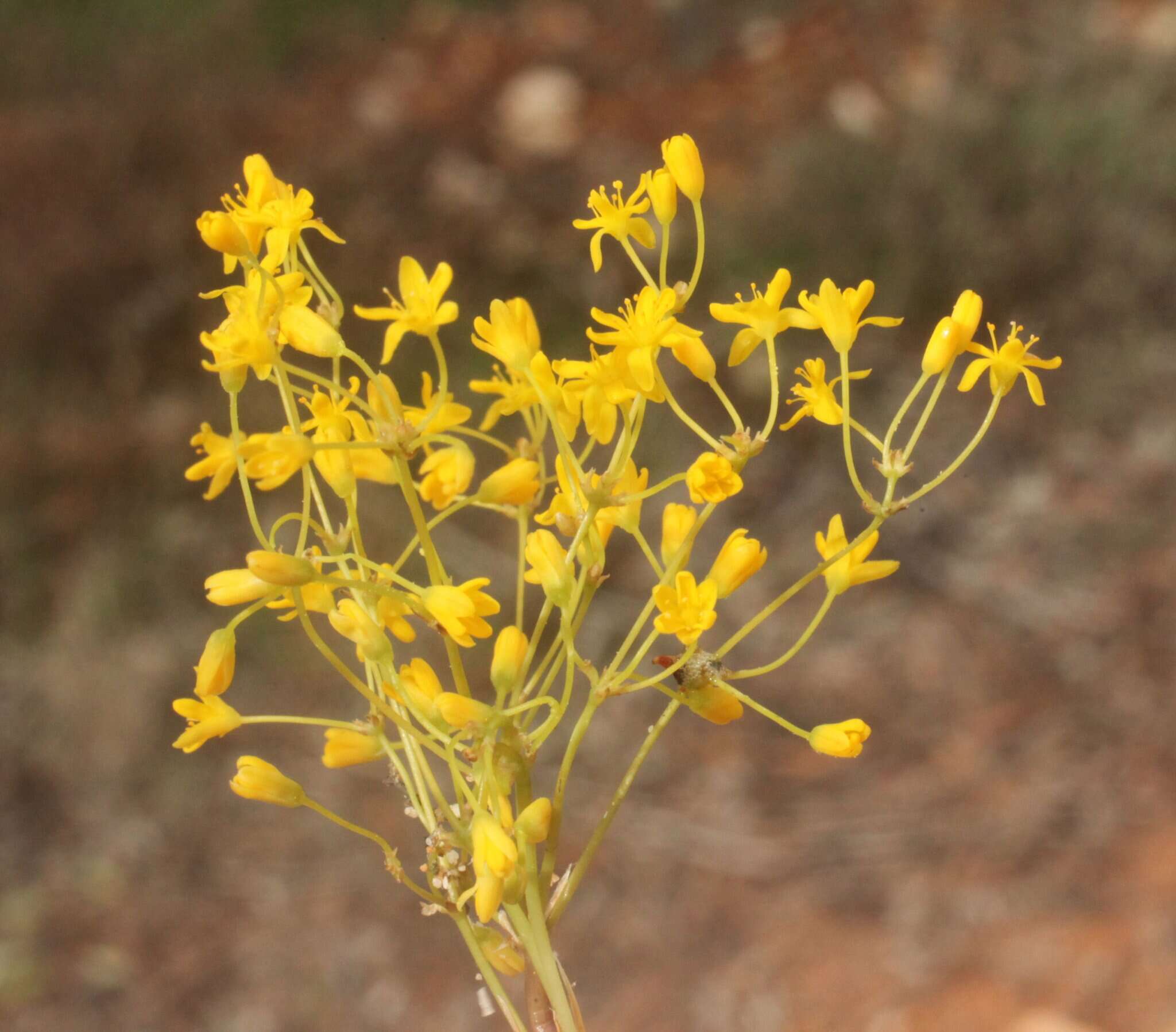 Image of Chamaexeros fimbriata (F. Muell.) Benth.