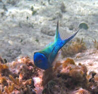 Image of Bluehead Wrasse