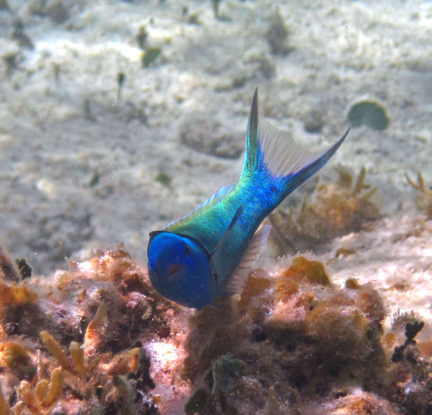 Image of Bluehead Wrasse