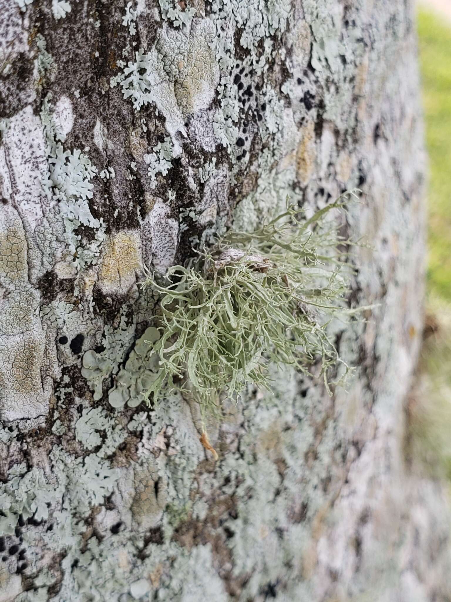 Image of <i>Ramalina denticulata</i>