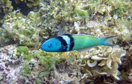 Image of Bluehead Wrasse