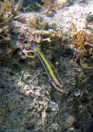 Image of Bluehead Wrasse