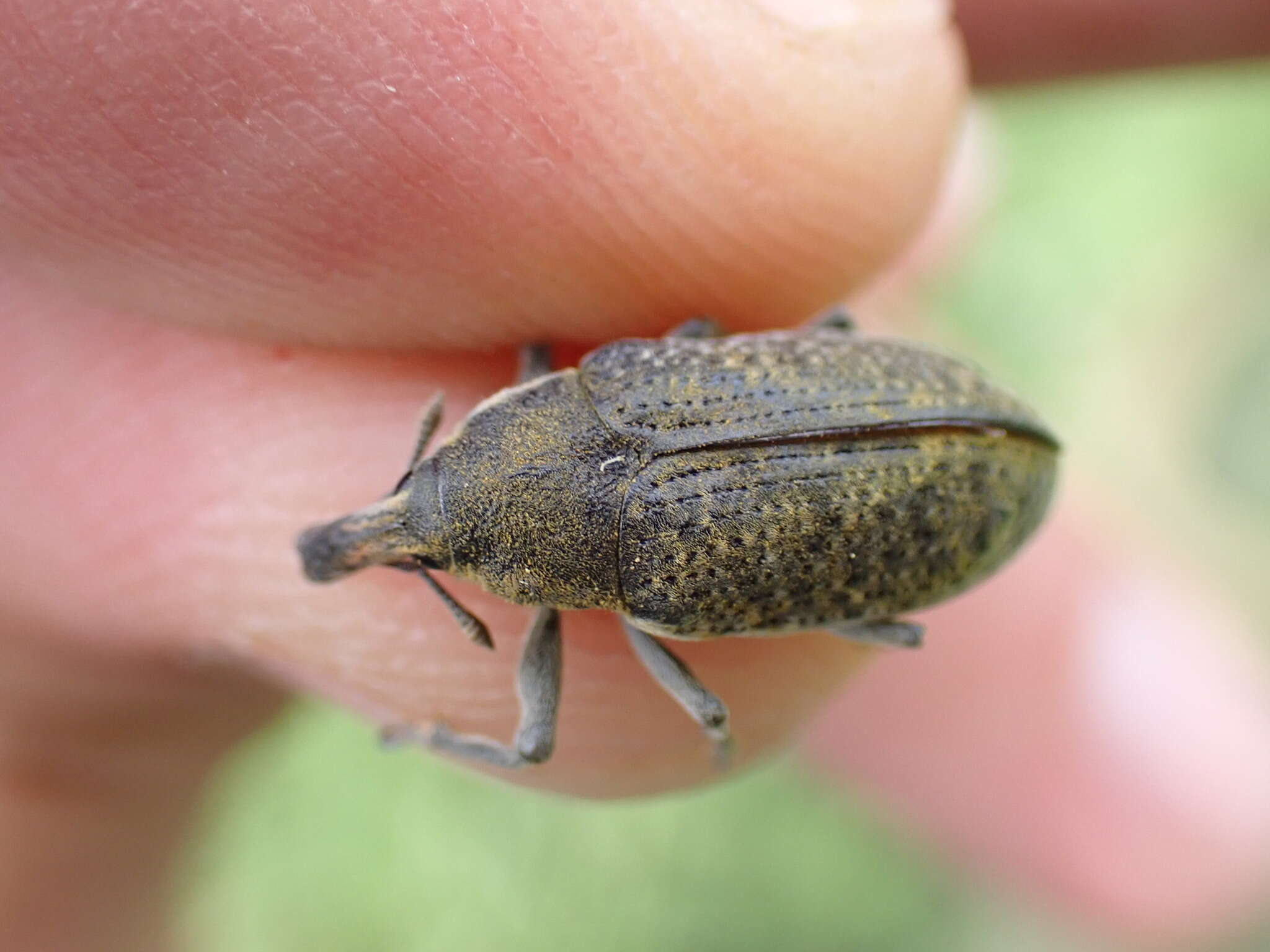 Image of Larinus cynarae (Fabricius & J. C. 1787)