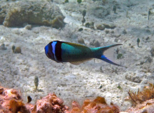 Image of Bluehead Wrasse