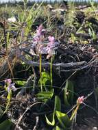 Galearis rotundifolia (Banks ex Pursh) R. M. Bateman resmi