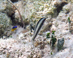 Image of Bluehead Wrasse