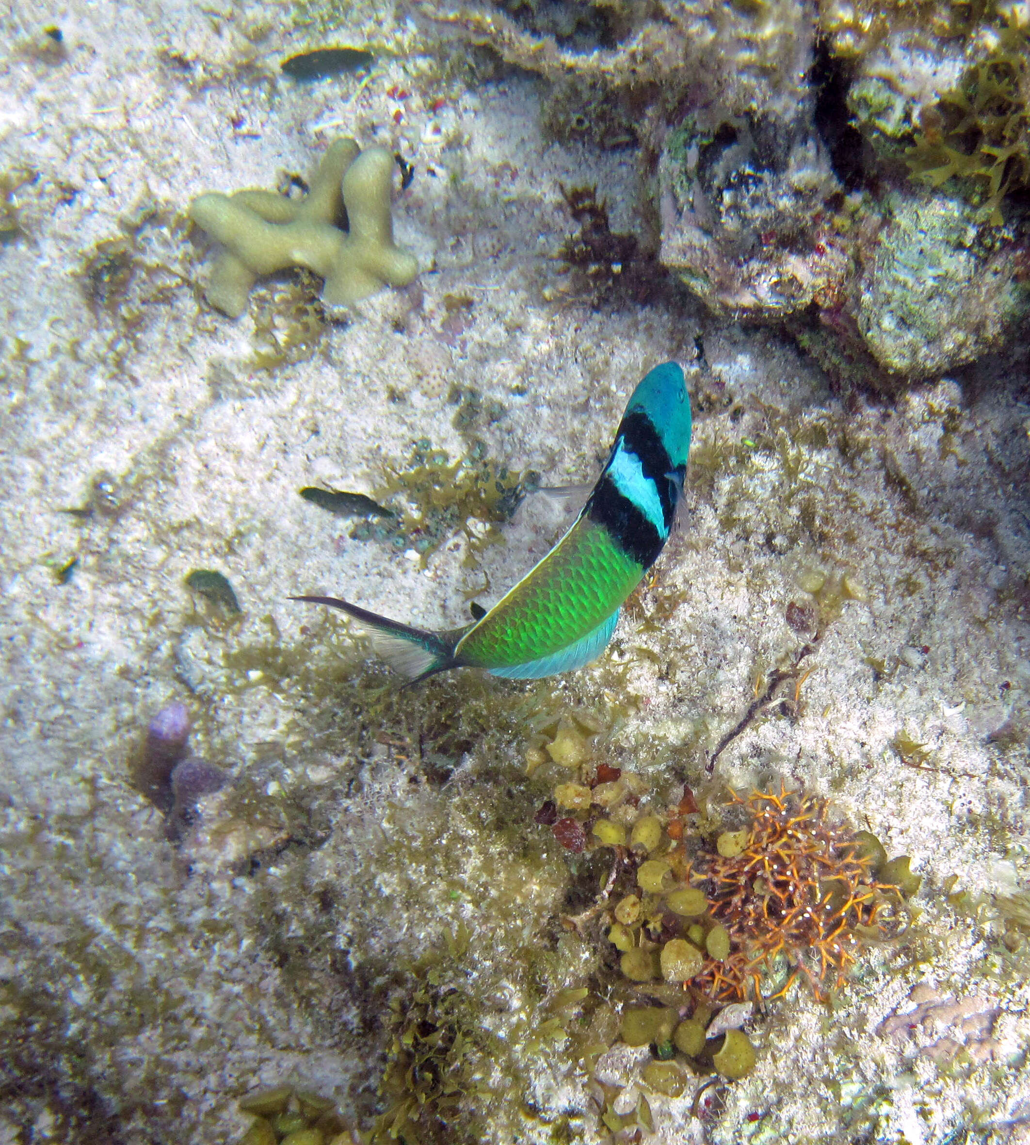 Image of Bluehead Wrasse