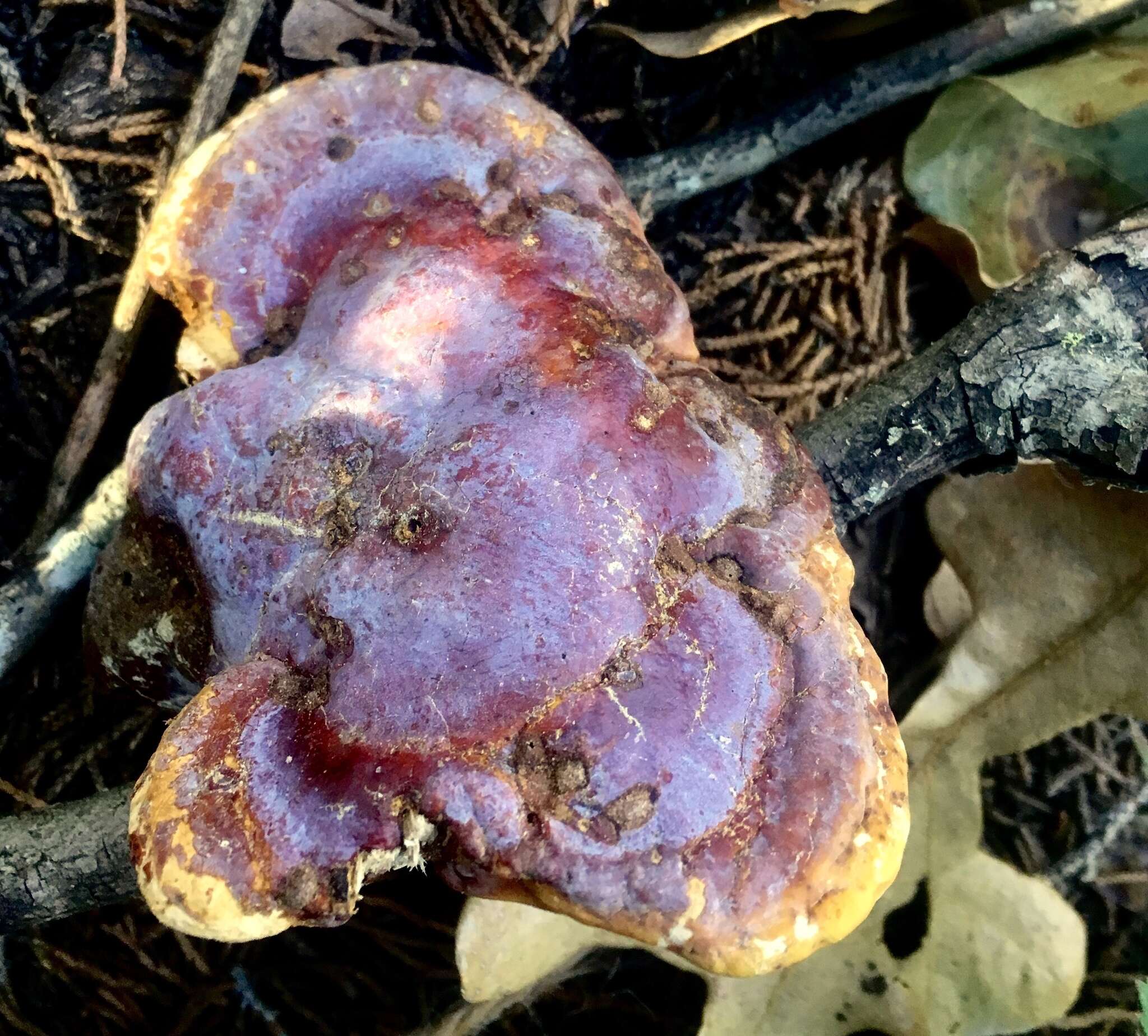 Image of Ganoderma curtisii (Berk.) Murrill 1908