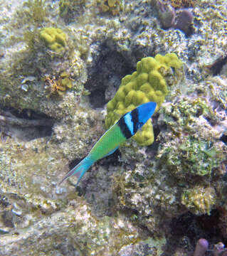 Image of Bluehead Wrasse