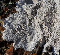 Lecanora rupicola (L.) Zahlbr. resmi