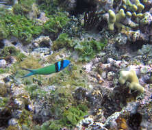 Image of Bluehead Wrasse