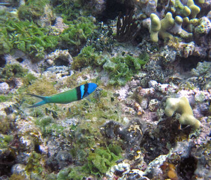 Image of Bluehead Wrasse