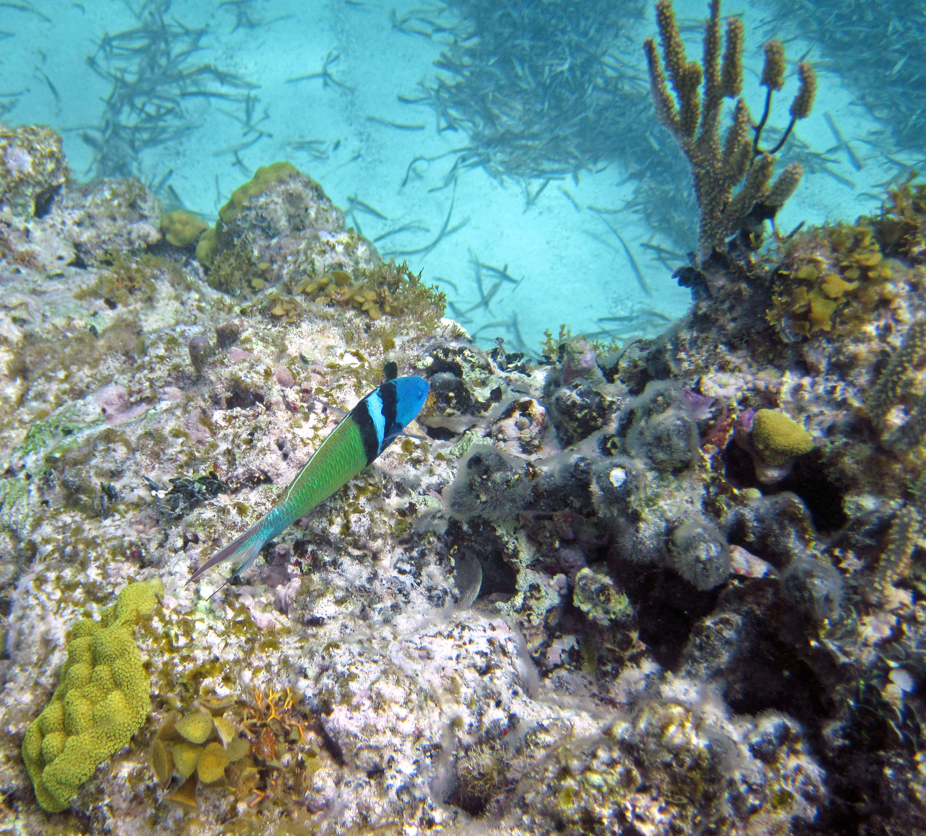 Image of Bluehead Wrasse