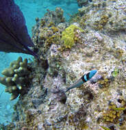 Image of Bluehead Wrasse