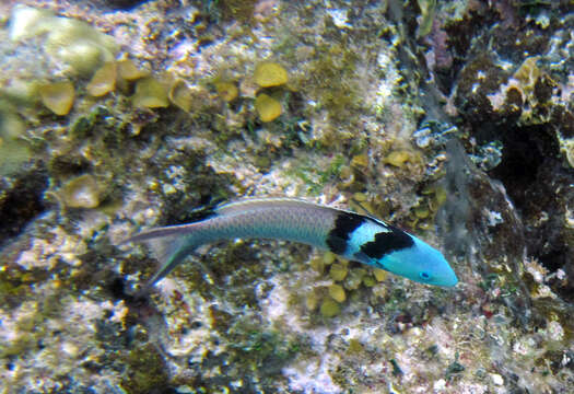 Image of Bluehead Wrasse