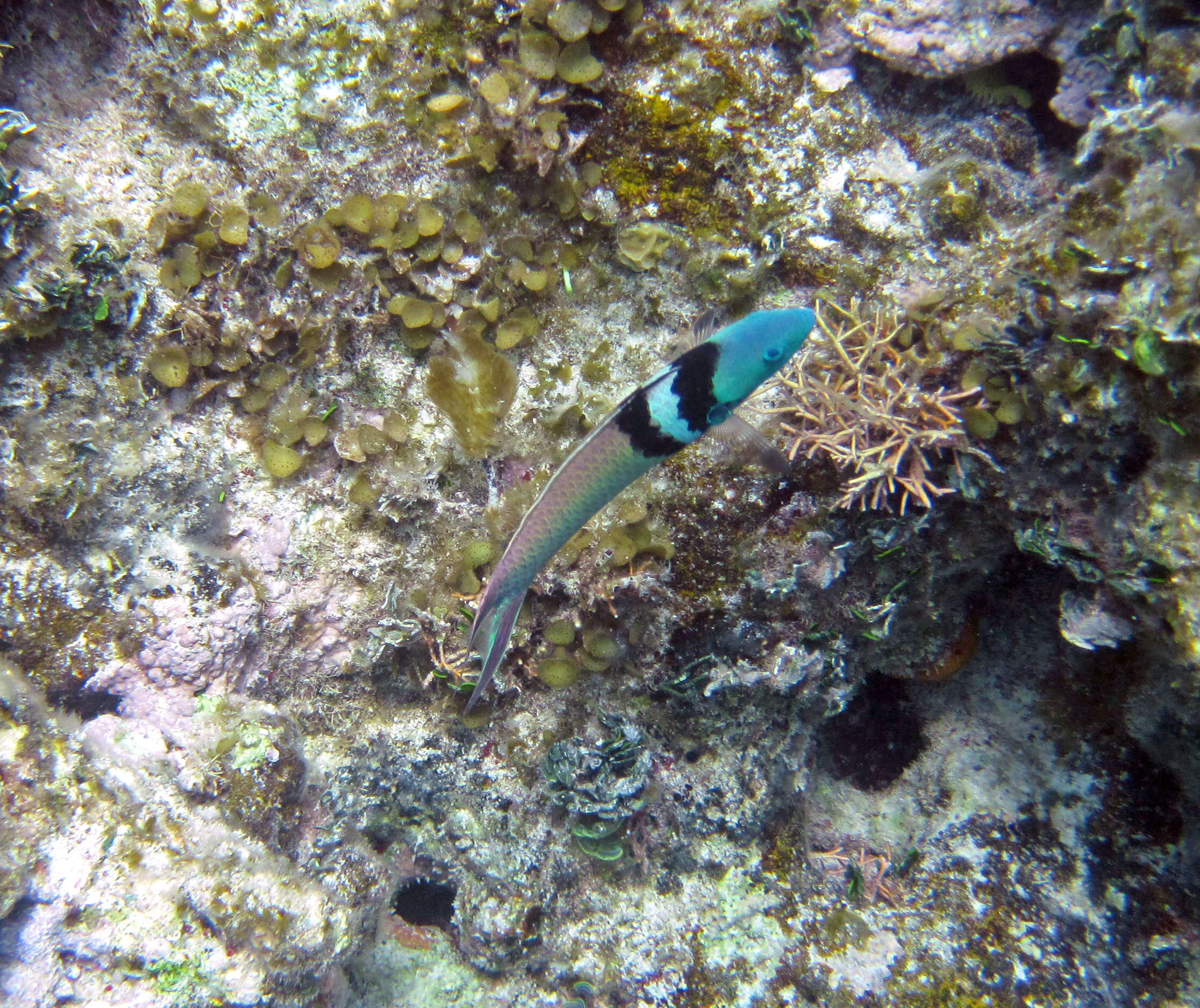 Image of Bluehead Wrasse